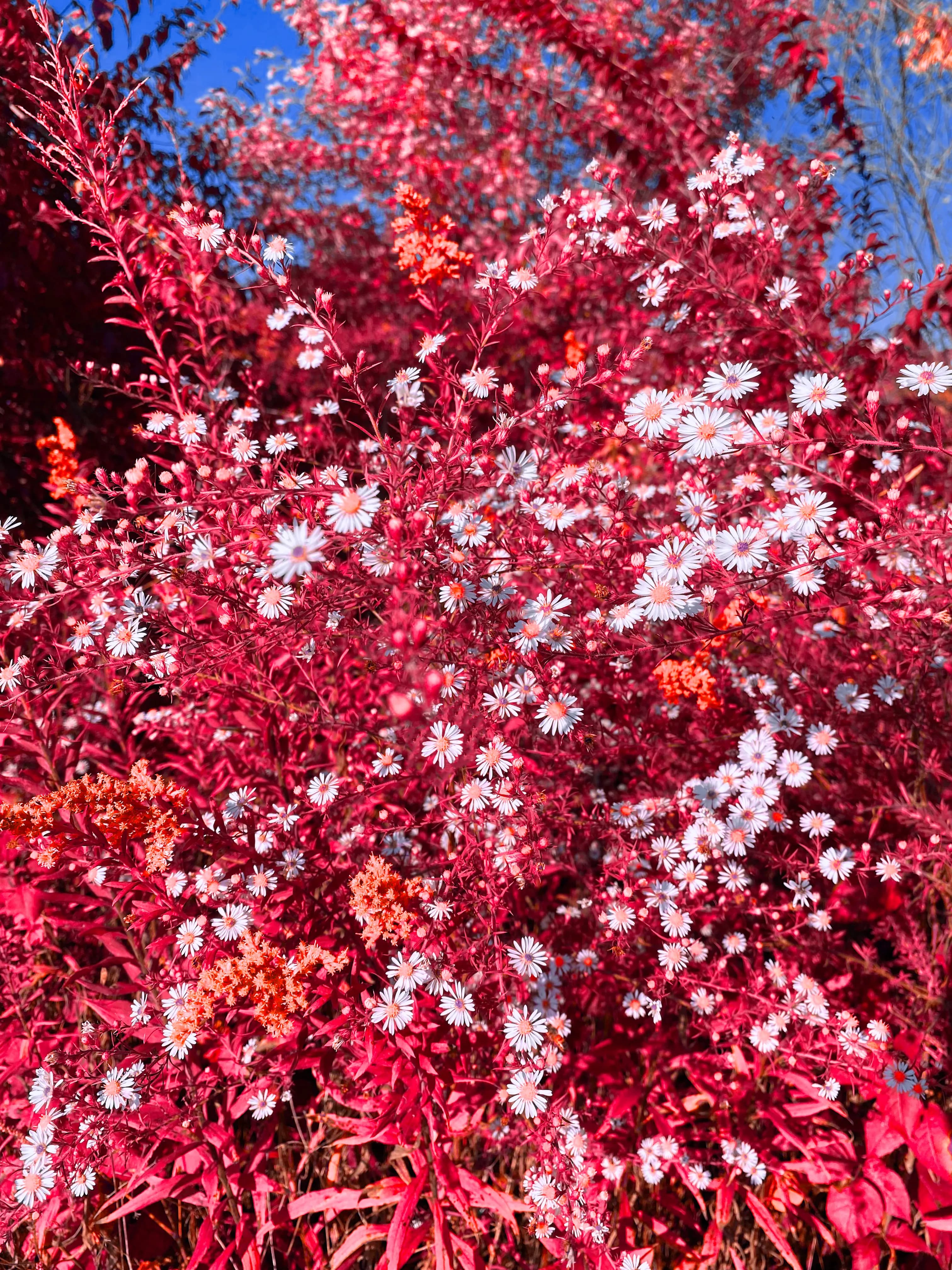 Flower prairie red