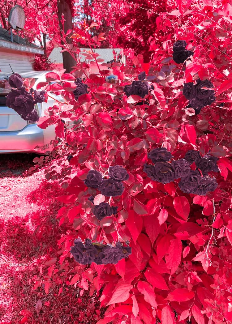 Roses red